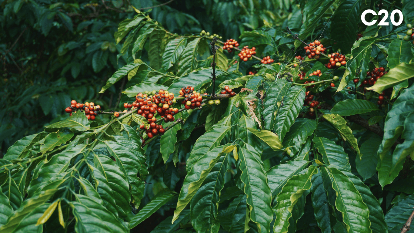 C20 Global Coffee Sustainability Summit to Unite Industry Leaders in London, Driving Action from Farm to Cup