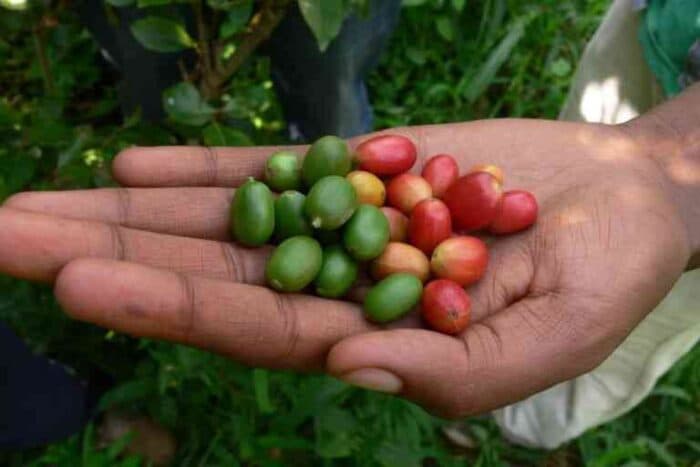 Climate Resilient Coffee: Excelsa and Liberica Offer Hope