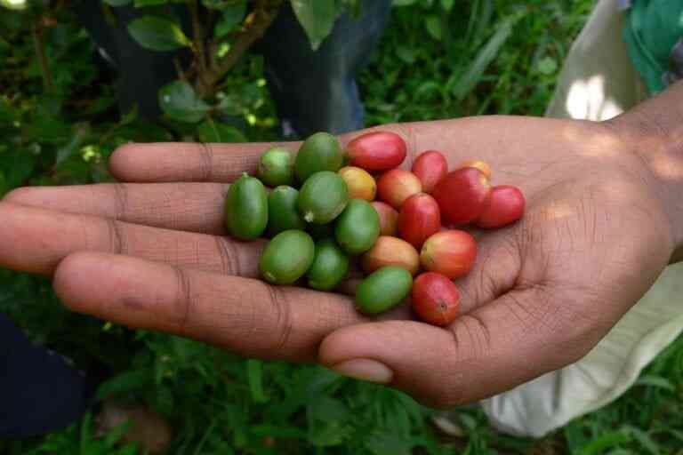 Climate Resilient Coffee: Excelsa and Liberica Offer Hope