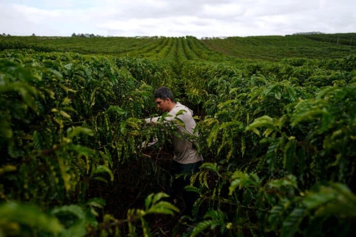 Coffee Prices Sharply Higher as Brazil’s Harvest Is Delayed