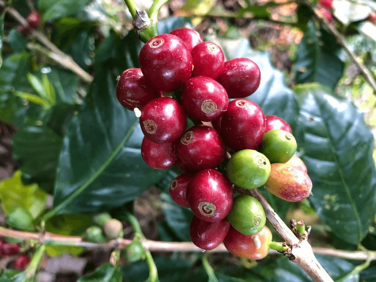 Margin Hikes Drive Coffee Prices Lower