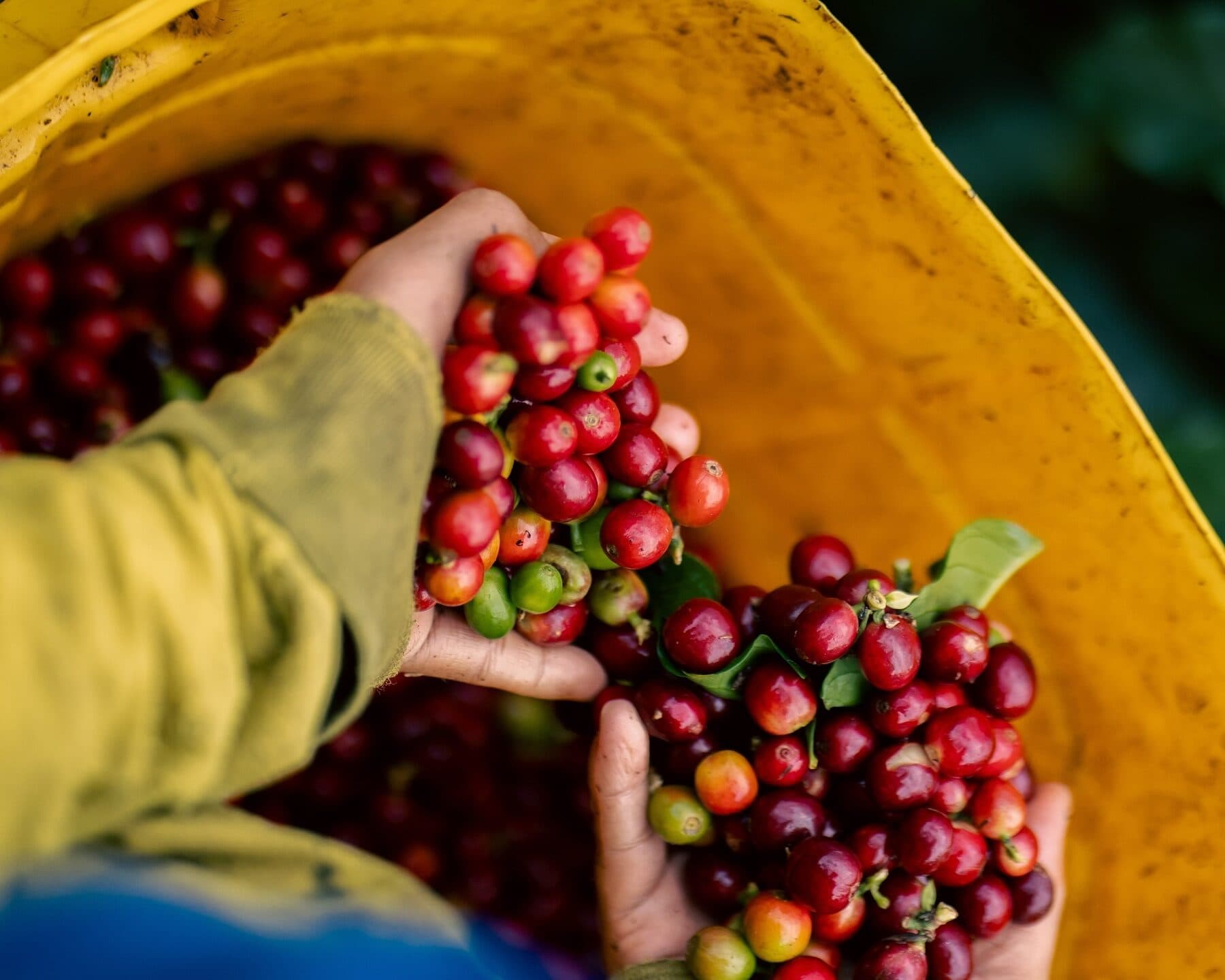 Believe It or Not: The World’s Third-Largest Coffee Producer Is Importing Processed Coffee
