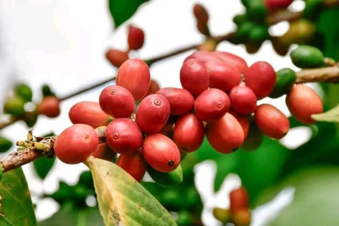 Ethiopia’s Golden Opportunity in the Global Coffee Market