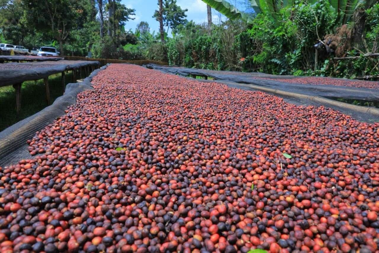 ICO Coffee Market Report August 2026: Prices Hold Steady