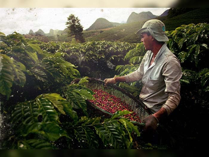 The history of coffee: to whom do we owe the most beloved drink of our time?