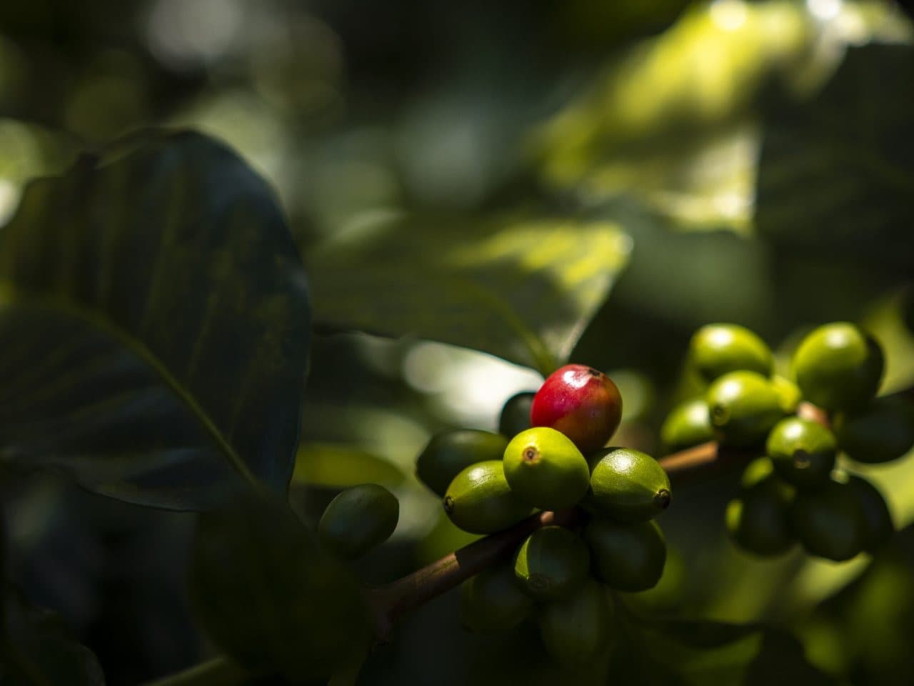 Цены на кофе вернулись к ноябрьским уровням