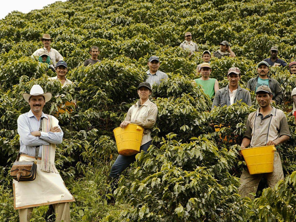 Colombian coffee production rises 10% in February