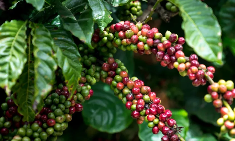 Growing Concerns Over Ownership of Coffee Varieties by Large Companies