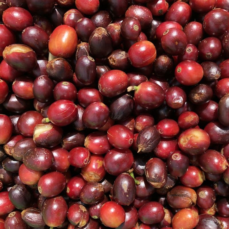 International Coffee Convention: Unveiling Real, Science-Based, Sustainable Solutions for the Coffee Industry