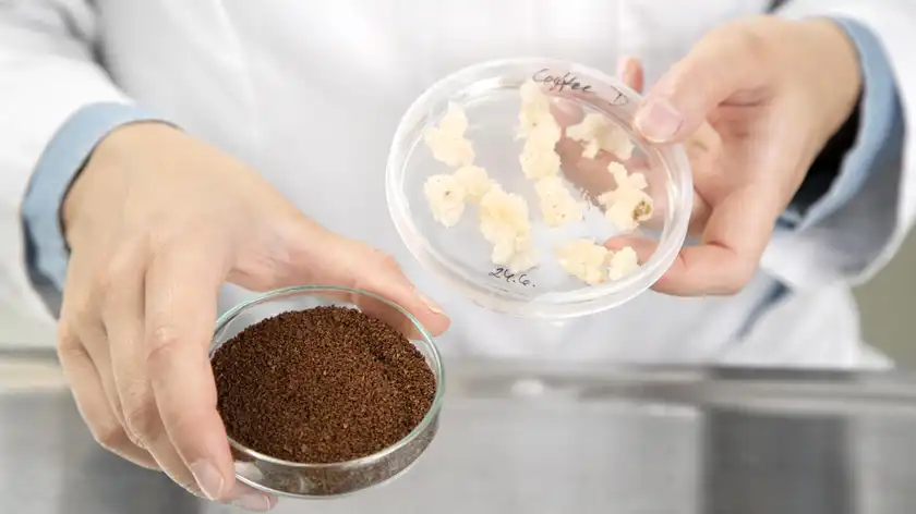 Революционное событие в производстве кофе: финские ученые представляют прорыв в создании лабораторного кофе