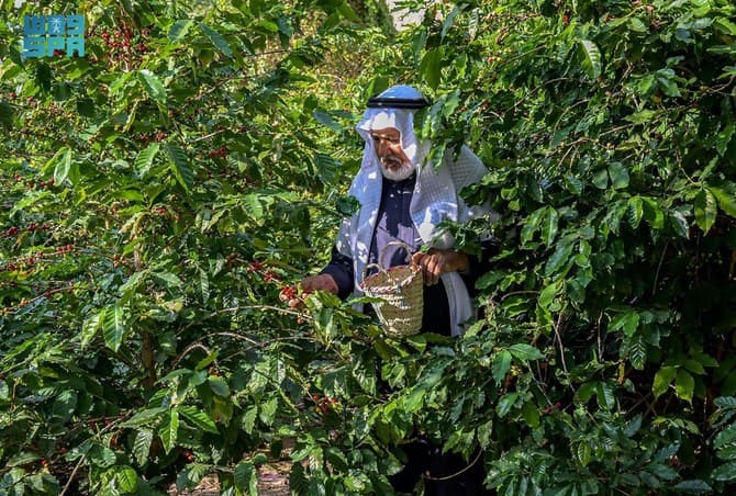 Saudi Shada Mountains’ Timeless Coffee Legacy: A Fragrant Brew from 150-Year-Old Trees