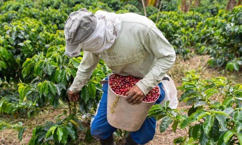 Coffee Farmers Ongoing Struggle for Working Capital