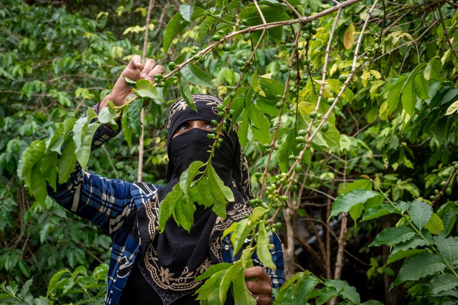 Международная кофейная организация: 70% рабочей силы в кофейном сельском хозяйстве – женщины