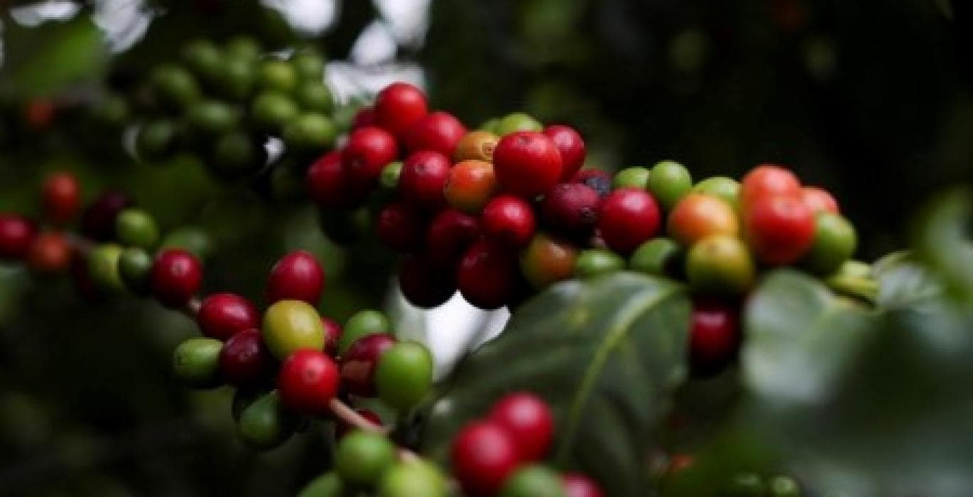 Researchers: The age of coffee is more than half a million years