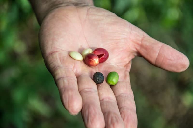 Запуск глобальной платформы для превращения 40 миллионов тонн кофейных отходов в бизнес-возможности