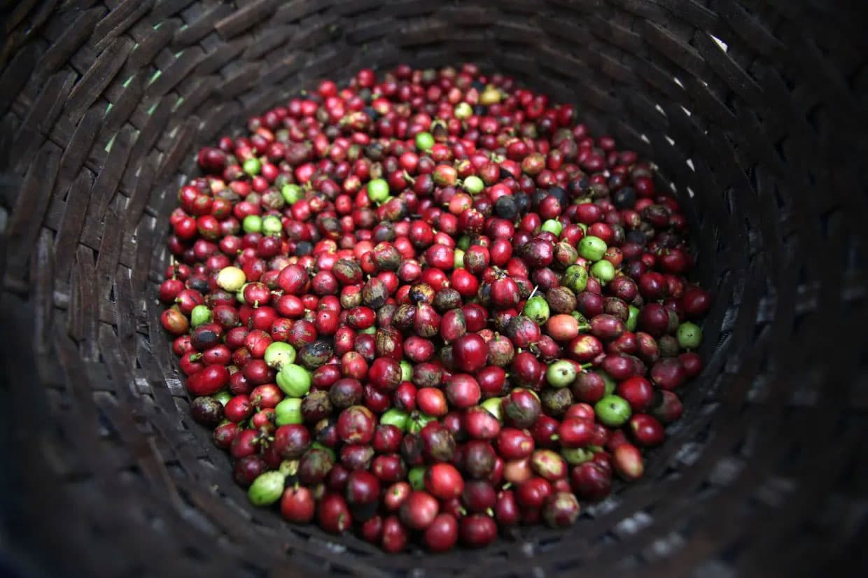 Вьетнамский Урожай Кофе Падает до Самого Низкого Уровня за 13 Лет