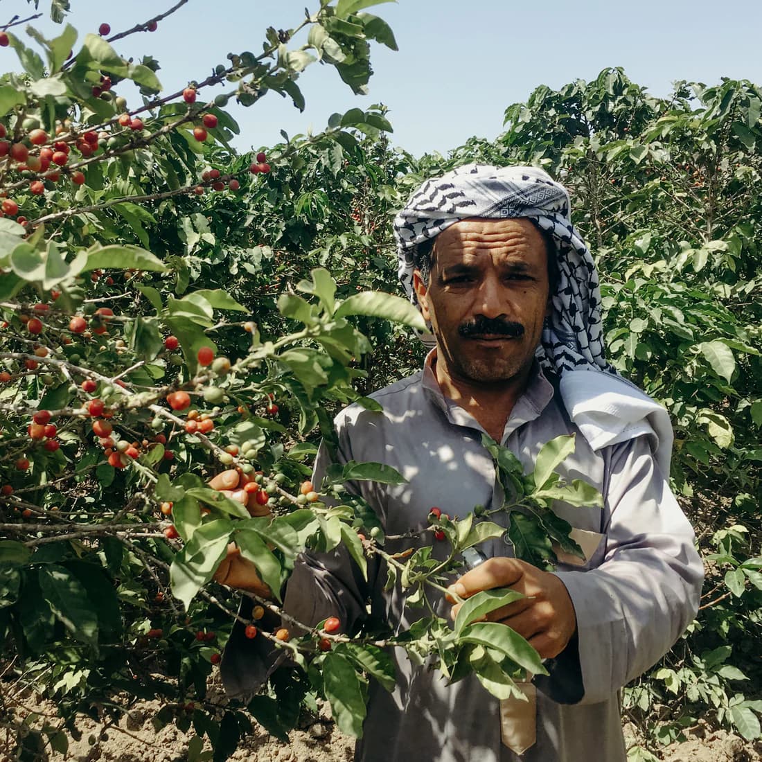 Anticipate the Annual Yemeni Coffee Auction