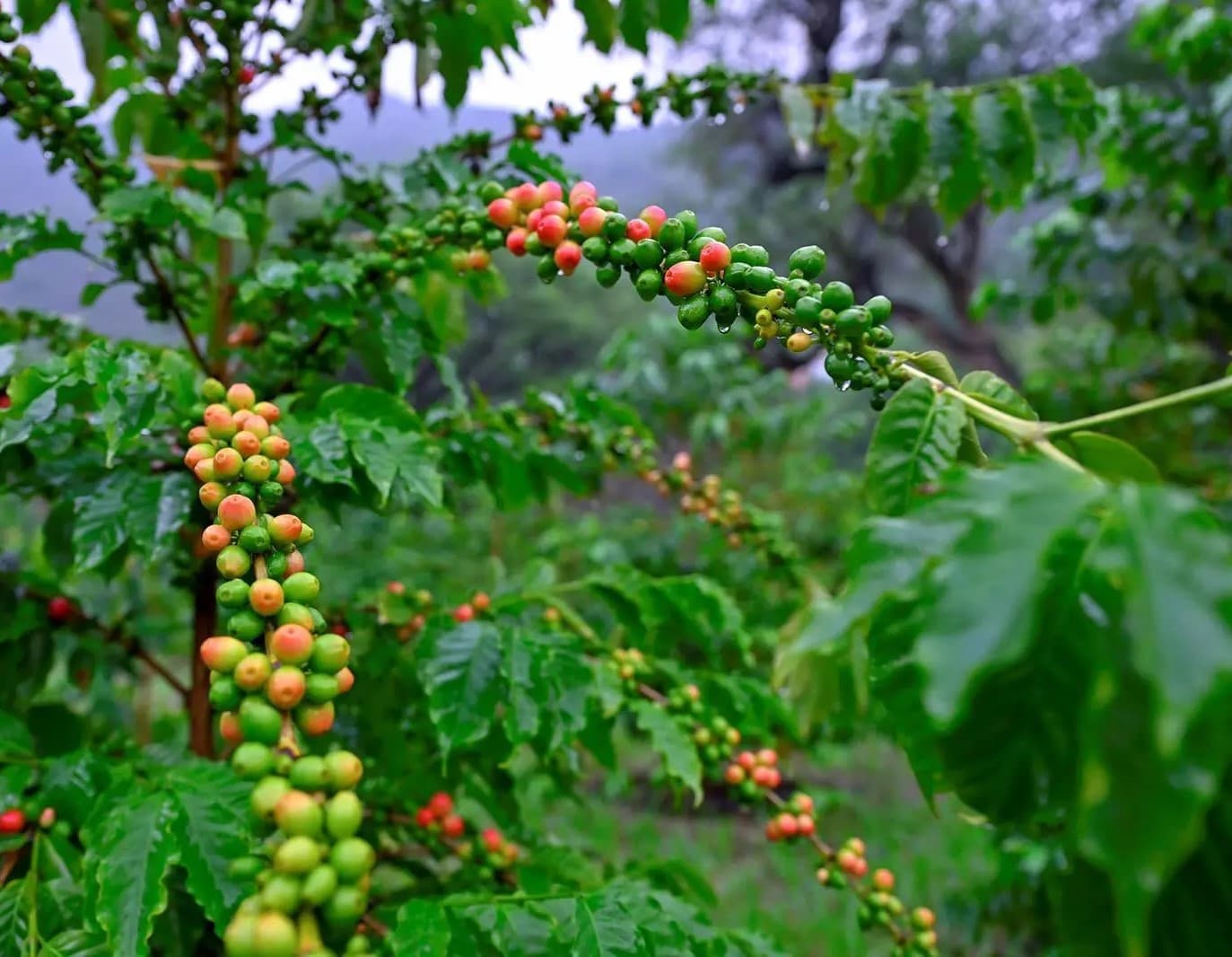 Европейский закон угрожает экспорту кофе и ставит мировые рынки под угрозу