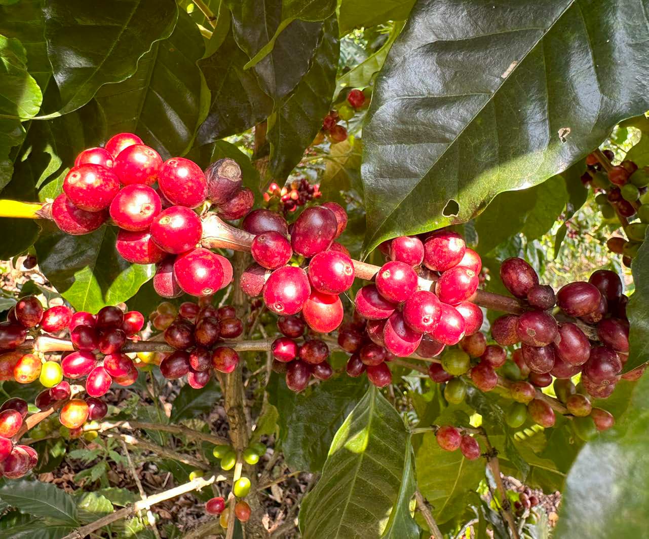 Отчет “Основы для действий” за 2024 год: анализ прогресса в устойчивом развитии кофейного сектора