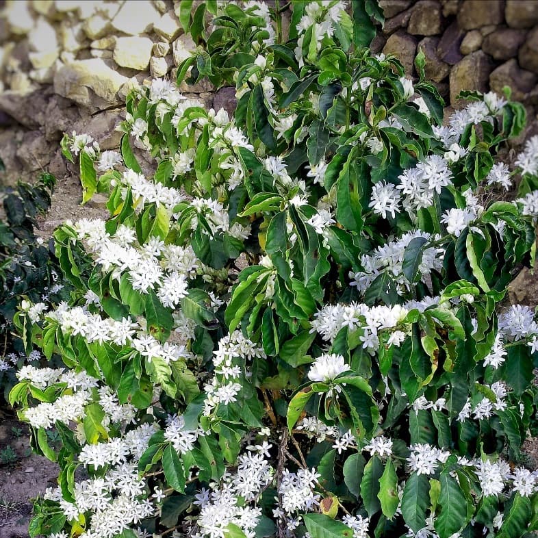 История аромата кофе: гармония природы и мастерства