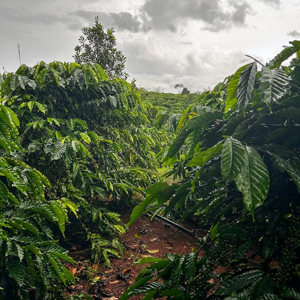 Vietnam Kicks Off 2024/25 Coffee Harvest with Slight Decline in Production Expected