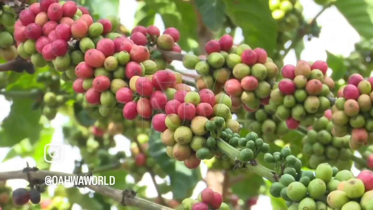 Uganda Registers Over 800,000 Coffee Farmers Ahead of the European Union Deadline