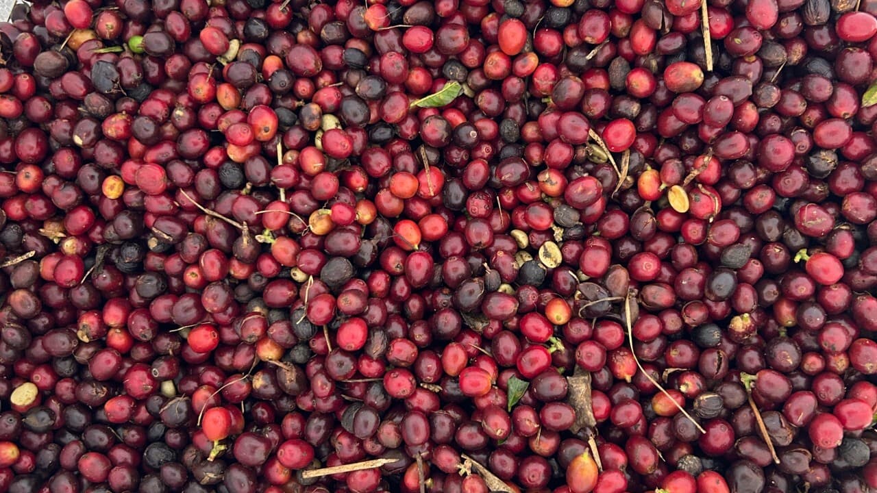 Молекулы между мирами: как сахара и кислоты проникают внутрь кофейных зёрен