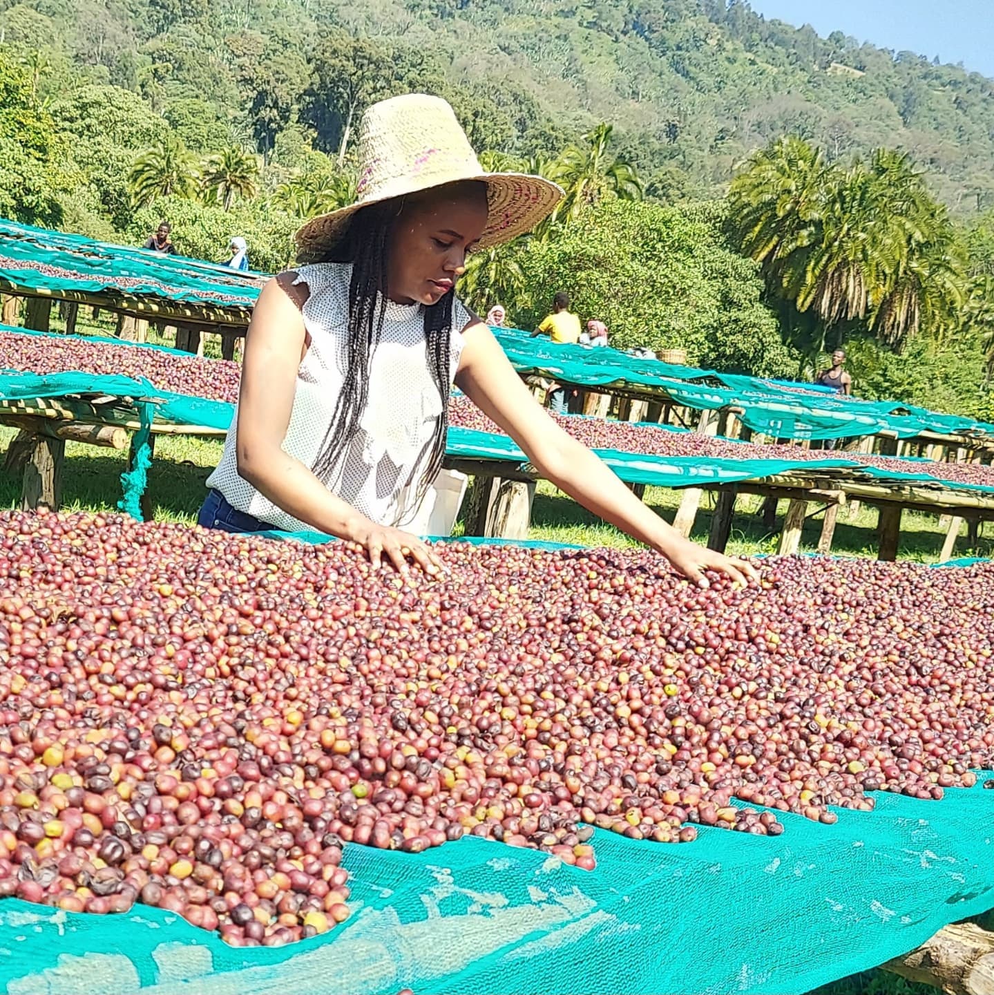Несмотря на климатические вызовы: Эфиопия сохраняет стабильное производство кофе на уровне 4,5 миллиона мешков в сезоне 2024/2025.
