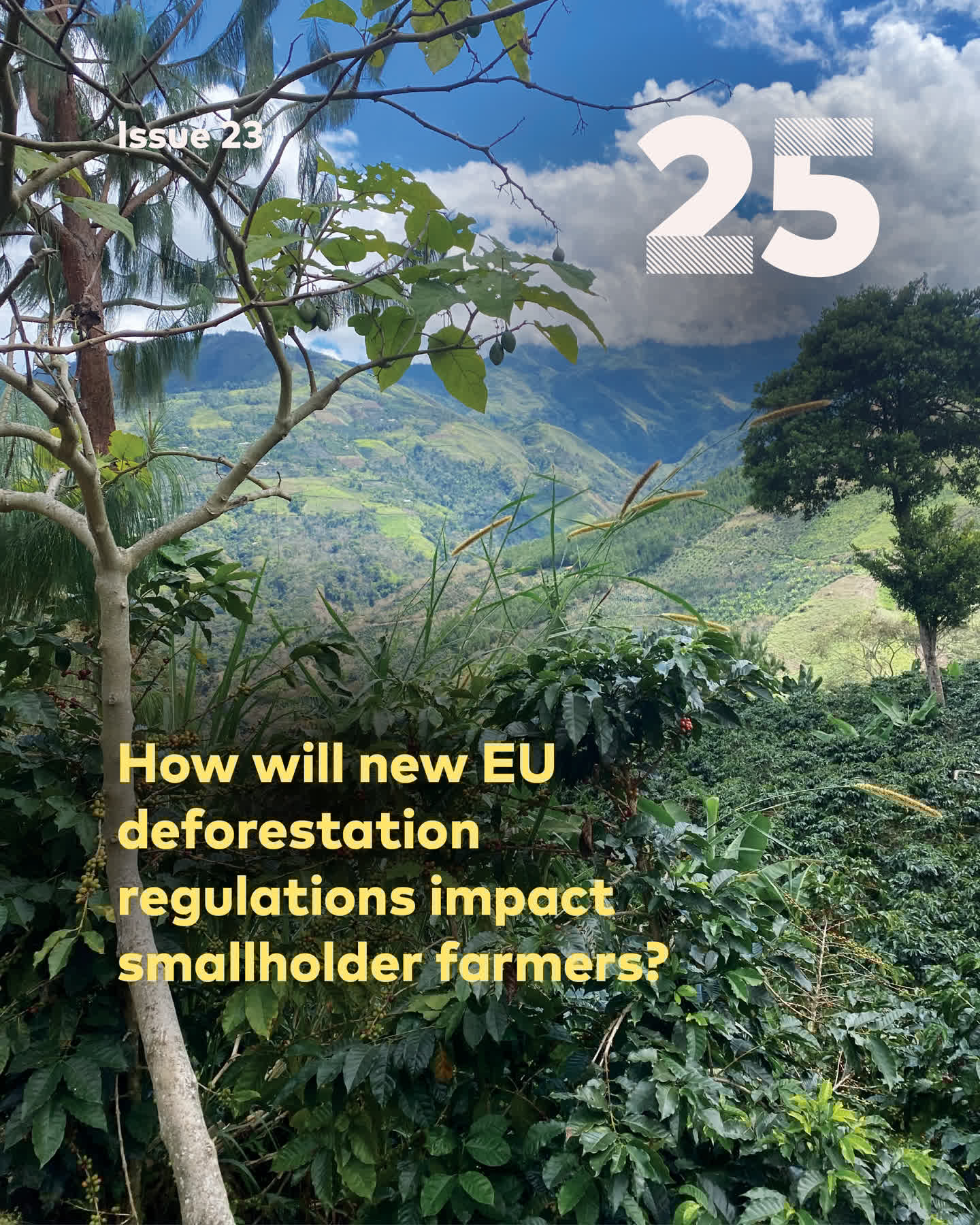 Угрожает ли Регламент ЕС по борьбе с обезлесением будущему перуанских производителей кофе?