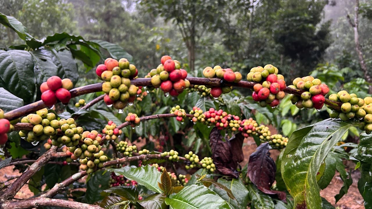 Изменение климата: над поясом кофе сгущаются тучи неопределённости