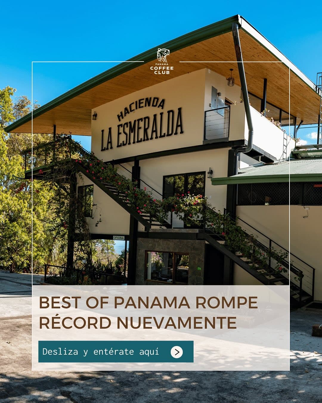 Продажа 20 килограммов кофе за 600 000 долларов: история «Гейши» бьёт мировые рекорды