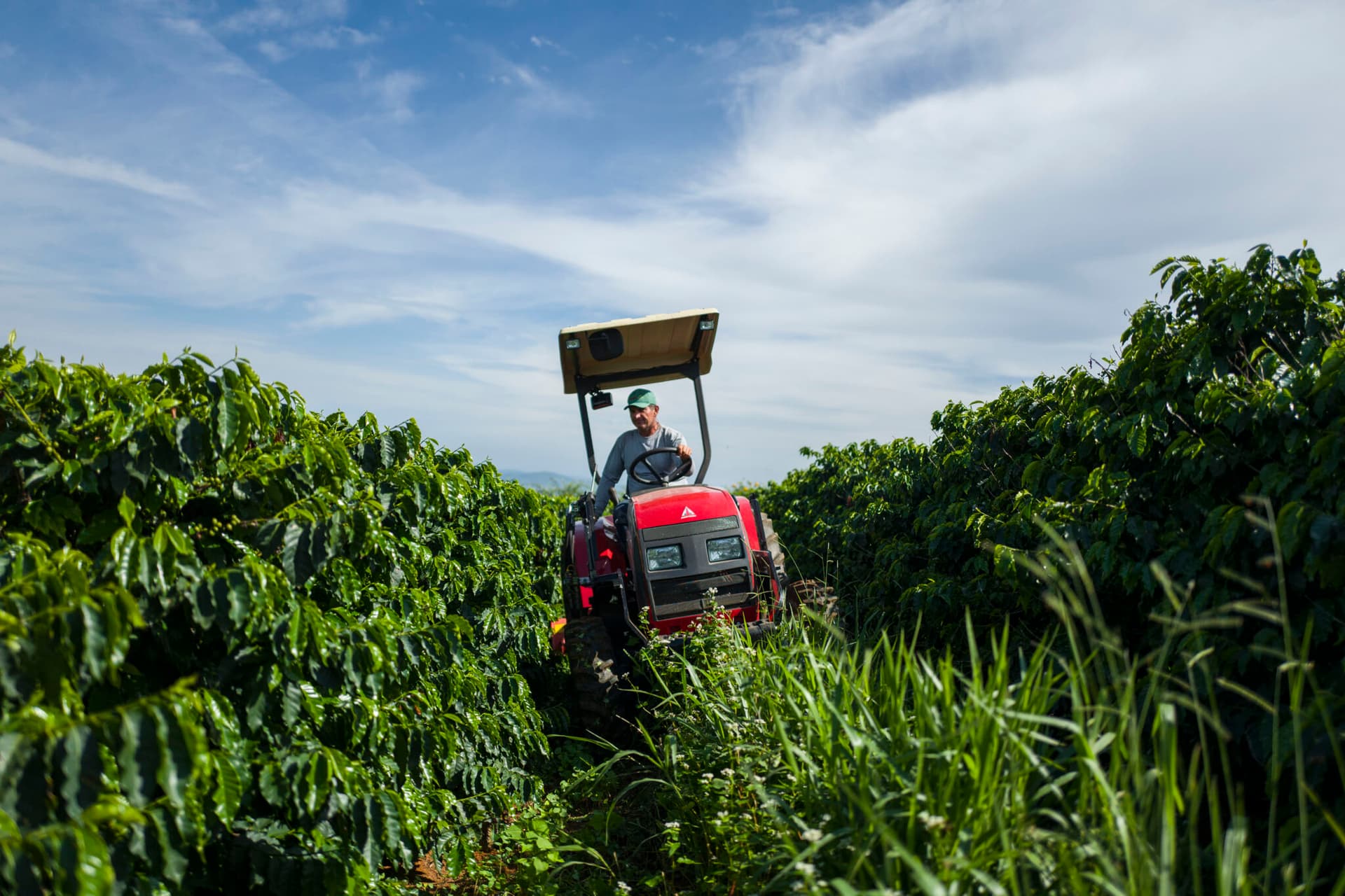 Новые руководящие принципы Глобальной платформы по кофе для регенеративного сельского хозяйства в производстве кофе