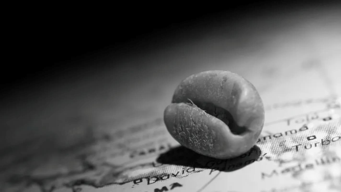 Панама защищает бренд «Панама Гейша» после рекордного роста цен на аукционах