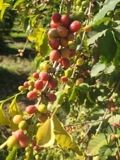 Arabica Coffee Prices Rise as Brazil Ships Fewer Beans