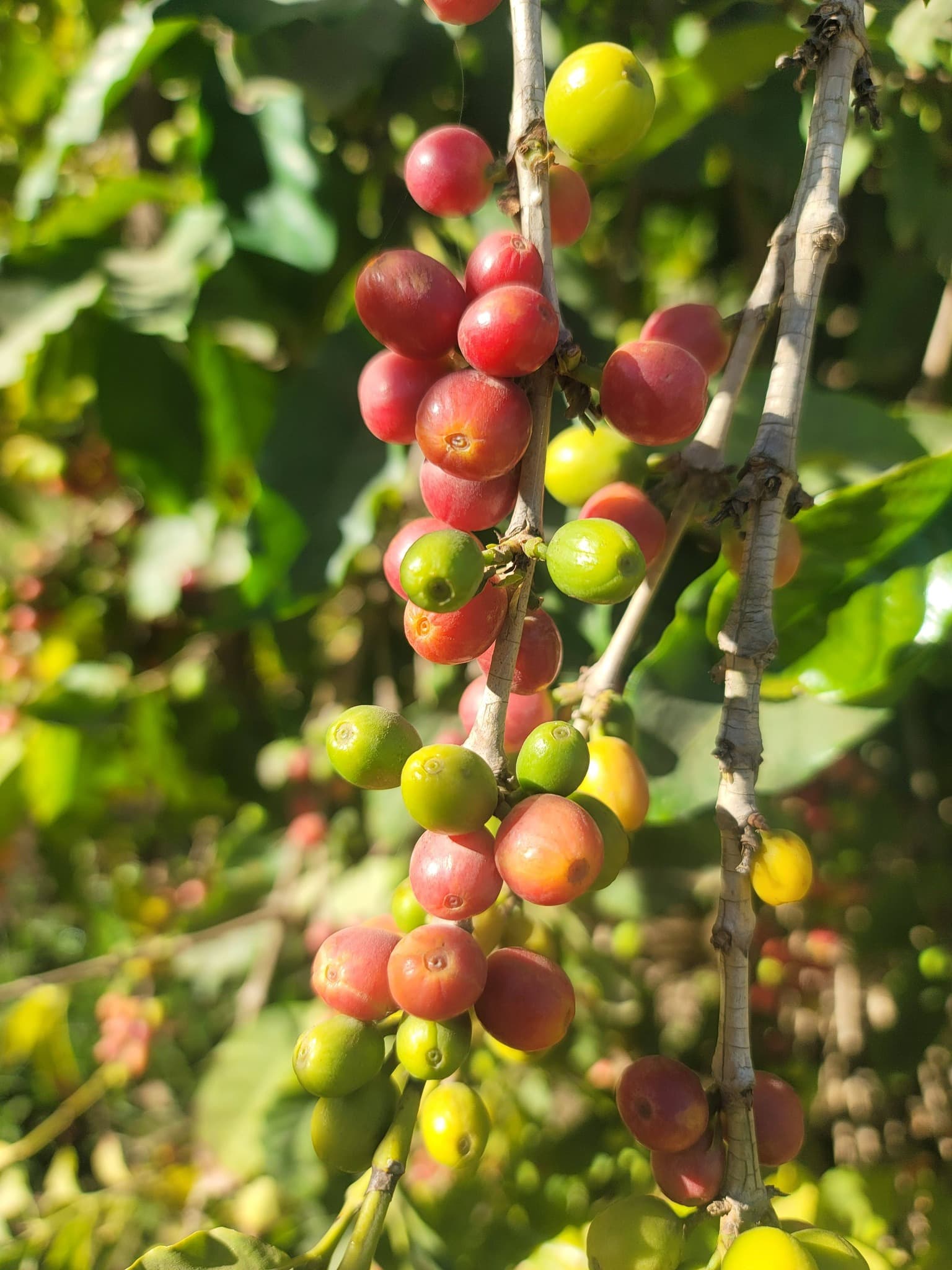 How to Make Your Coffee Habit More Sustainable