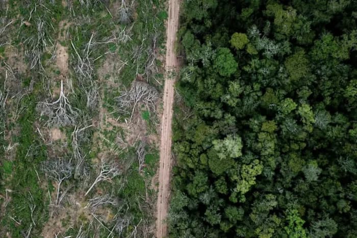 Pros and Cons of the Latest EUDR Postponement