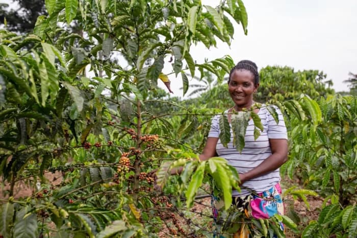 Global Alliance Invests €2 Million to Support Coffee Farmers in Kenya and Uganda