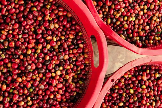 The New Frontier of Flavor: Co-Fermentation and the Ethics of “Infused” Coffee