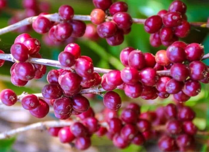 Global Coffee Market: Collapsing Inventories and a Fragile Price Truce