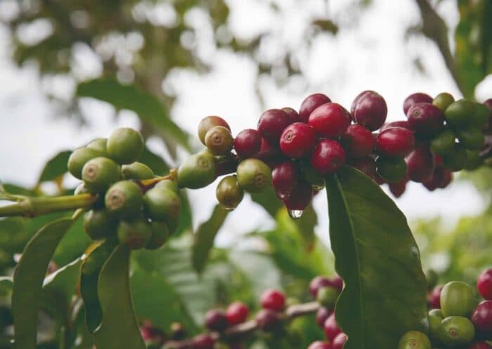 Coffee Prices Rise Amid Brazilian Heatwave and Supply Pressures