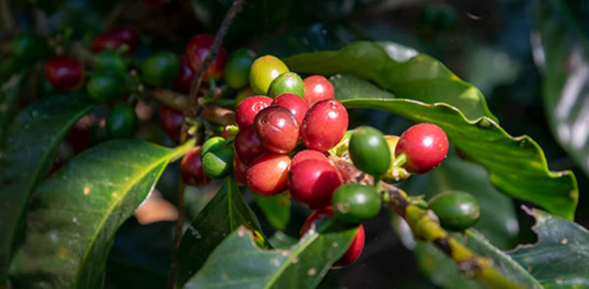 Coffee Prices Drop as Supply Outlook Strengthens