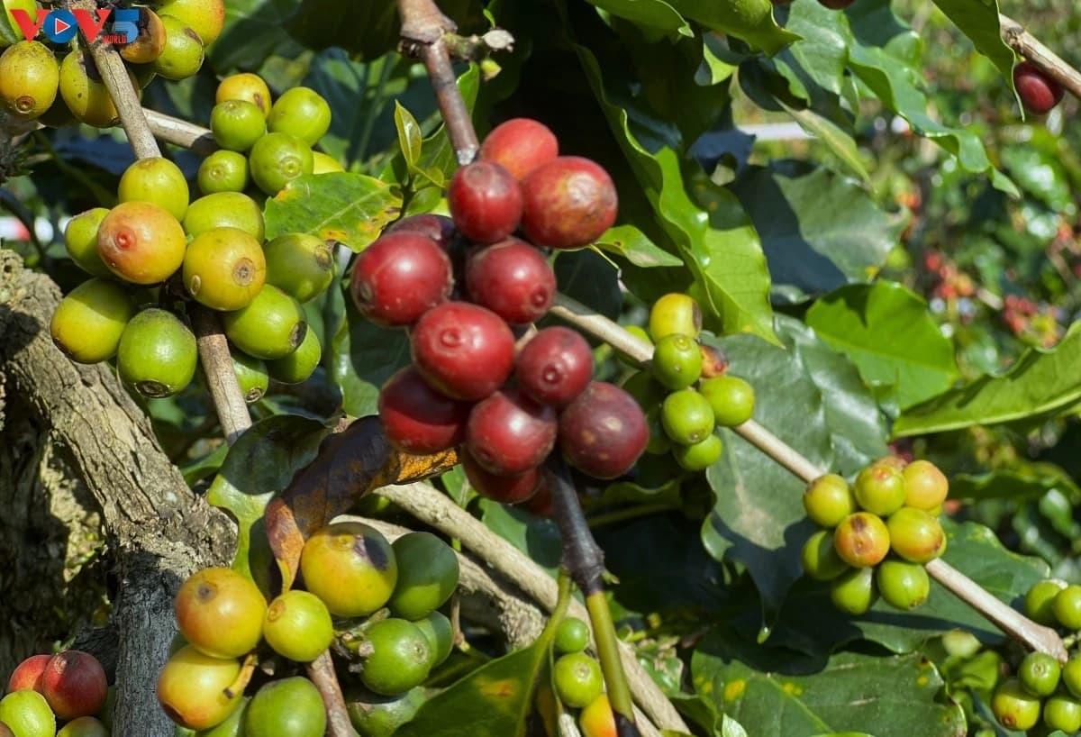 Russia Sets Record for Brazilian Coffee Imports