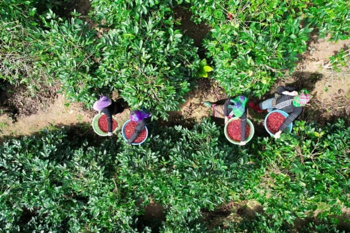 The Fragrant Coffee Season in Khe Sanh and Huong Phung