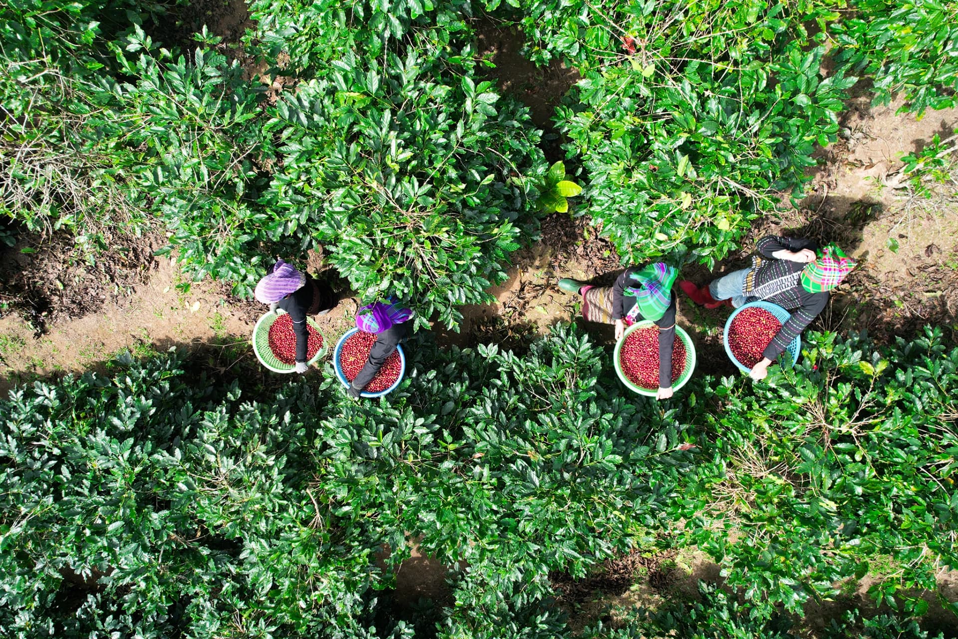 The Fragrant Coffee Season in Khe Sanh and Huong Phung