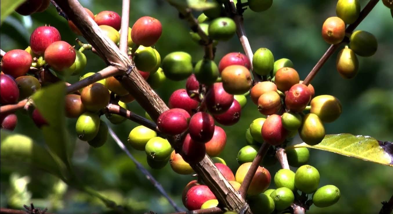 Coffee Prices Retreat as Stronger Dollar Triggers Selling
