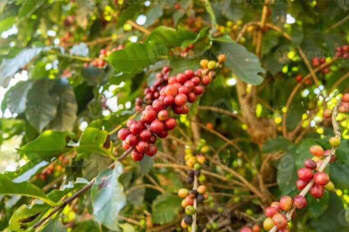 Coffee Prices Climb as Rain Forecasts in Brazil Remain Low