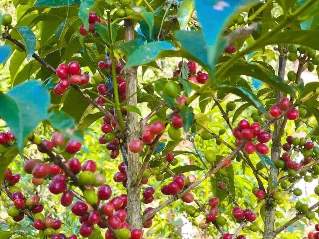 Coffee Prices Rise on Brazil Dryness and Global Supply Dynamics