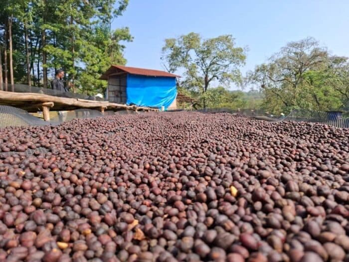 ICO Releases Global Coffee Market Report – December 2025