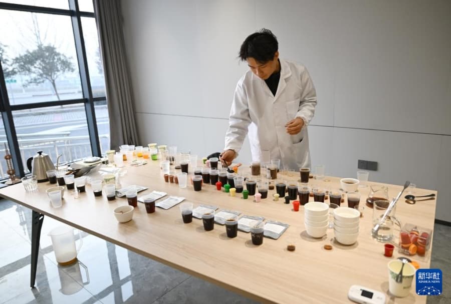 محافظة بويانغ تطلق سلسلة متكاملة لإنتاج القهوة في الصين