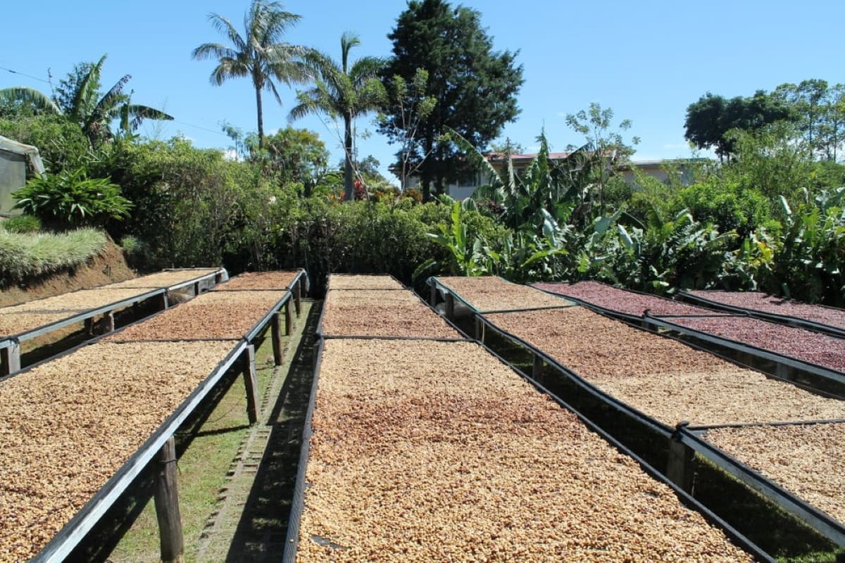 Central America Crop Progression Update 2025/26